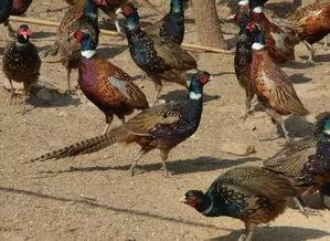 山鸡鱼爆料老视频,老视频中的惊人爆料回顾 第3张 山鸡鱼爆料老视频,老视频中的惊人爆料回顾 第3张